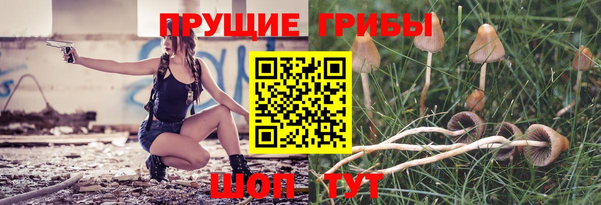 Галлюциногенные грибы Psilocybe Коммунар